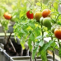 Tomatoes growing in a planter box